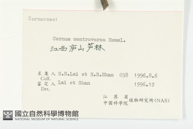 燈臺樹藏品圖，第3張