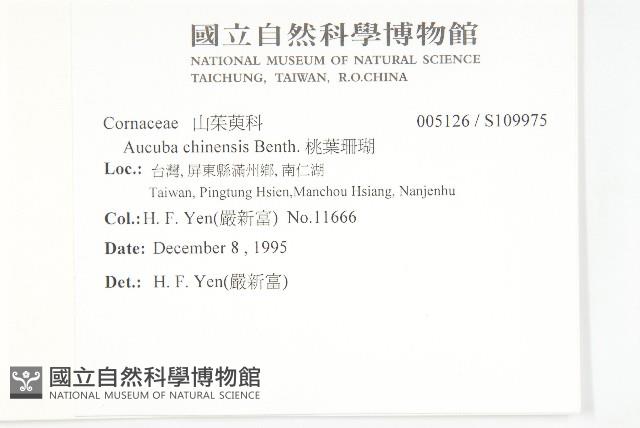 桃葉珊瑚藏品圖，第2張