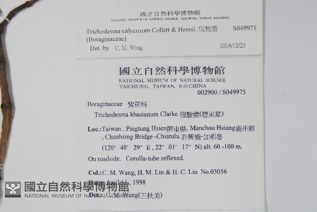 假酸漿藏品圖，第2張