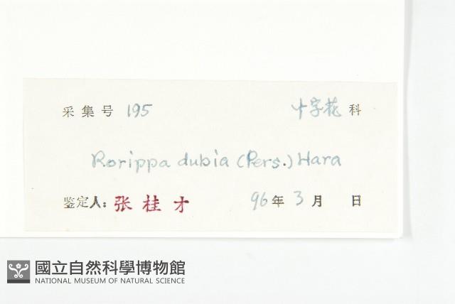 小葶藶藏品圖，第3張