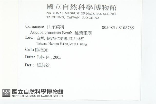 桃葉珊瑚藏品圖，第2張