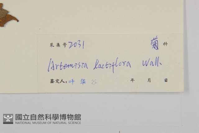 角菜、珍珠菜藏品圖，第3張