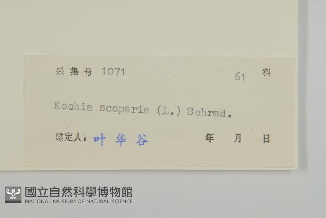 地膚、掃手草藏品圖，第3張