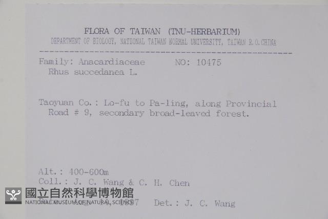 木蠟樹、山漆藏品圖，第2張