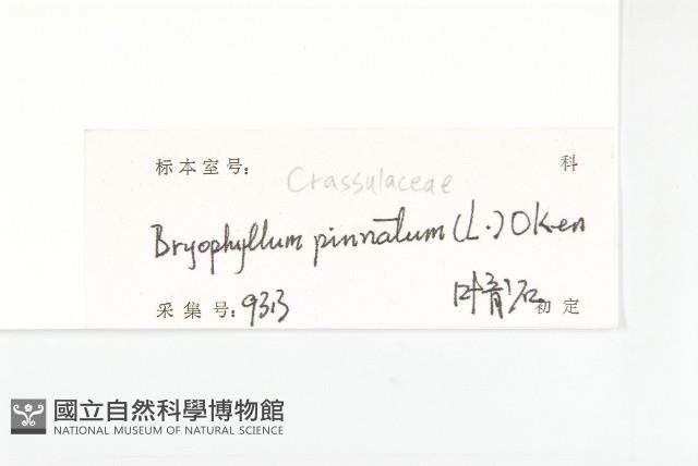 落地生根藏品圖，第3張