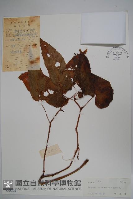 粗喙秋海棠藏品圖，第3張