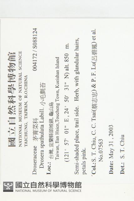 小毛氈苔藏品圖，第2張