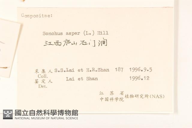 鬼苦苣菜藏品圖，第3張