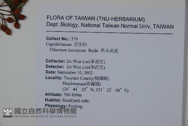 呂宋莢迷藏品圖，第2張