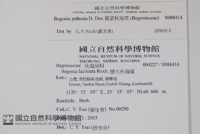 裂葉秋海棠藏品圖，第2張