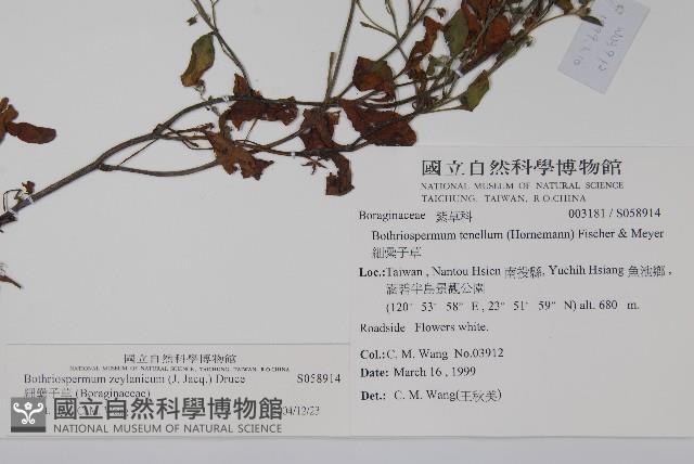 細纍子草藏品圖，第2張