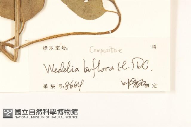 雙花蟛蜞菊藏品圖，第3張