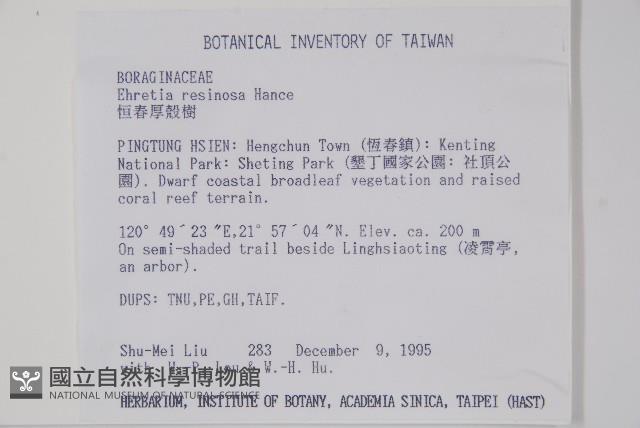 恆春厚殼樹藏品圖，第2張