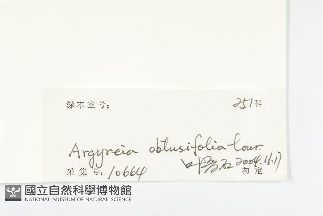 鈍葉朝顏藏品圖，第3張