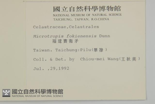 福建賽衛矛、福建假衛矛藏品圖，第2張