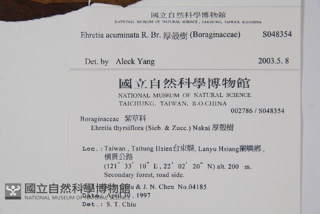 厚殼樹藏品圖，第2張