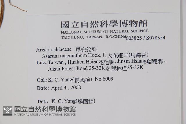 大花細辛、馬蹄香藏品圖，第2張