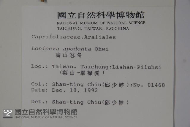 無梗忍冬藏品圖，第2張