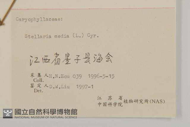 繁縷藏品圖，第3張