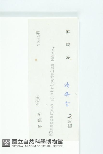 禿瓣杜英藏品圖，第3張