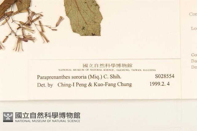 山苦藚、假福王草藏品圖，第3張