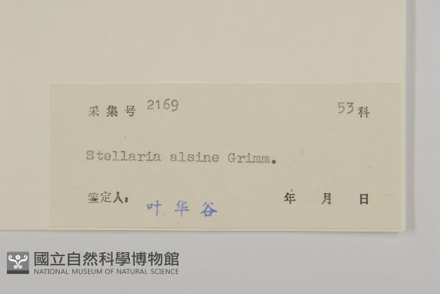 雀舌草藏品圖，第3張