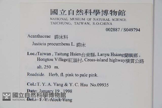 爵床藏品圖，第2張