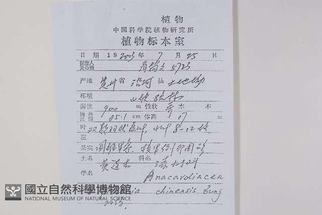 黃連木、爛心木藏品圖，第2張