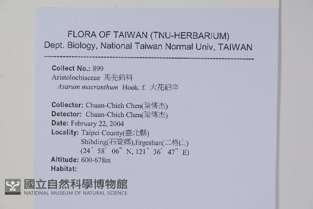 大花細辛、馬蹄香藏品圖，第2張