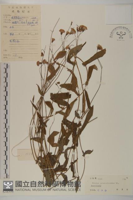 小葉一點紅藏品圖，第3張