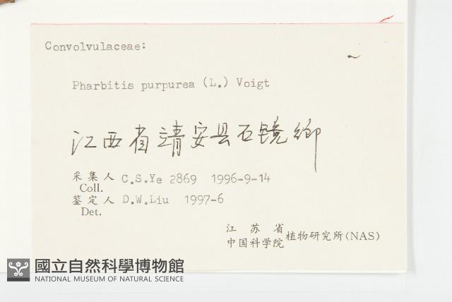 圓葉牽牛藏品圖，第3張