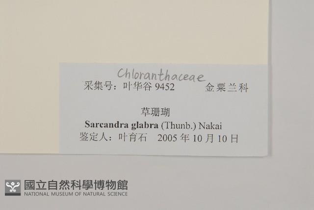 草珊瑚、紅果金粟蘭藏品圖，第3張