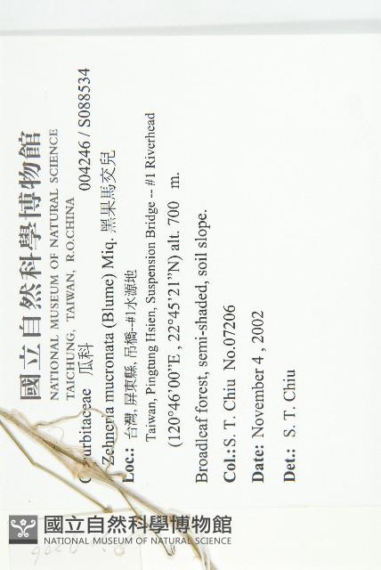 黑果馬交兒藏品圖，第2張