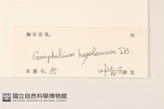 秋鼠麴草藏品圖，第3張