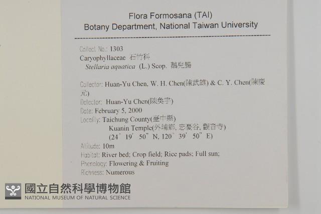 鵝兒腸藏品圖，第2張