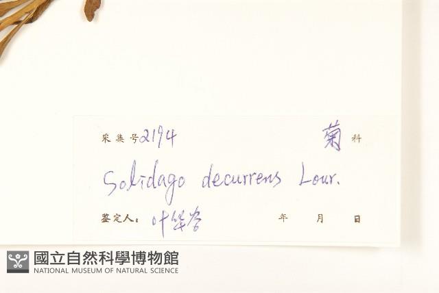 一枝黃花藏品圖，第3張