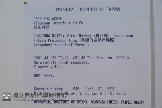 呂宋莢迷藏品圖，第2張