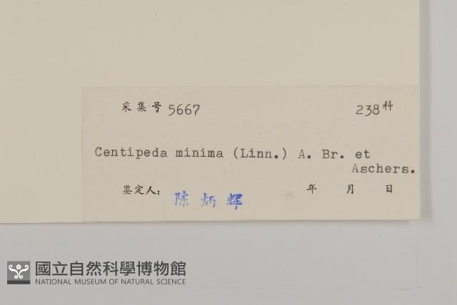 石胡荽、吐金草藏品圖，第3張