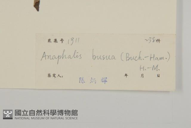 珠毛香青藏品圖，第3張