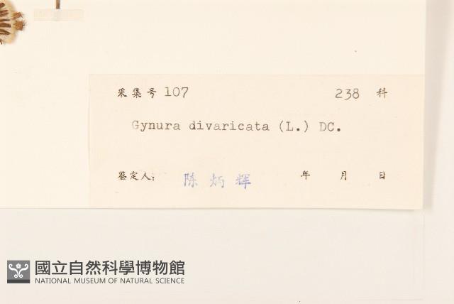 白仔菜藏品圖，第3張