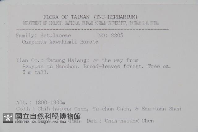 阿里山千金榆藏品圖，第2張