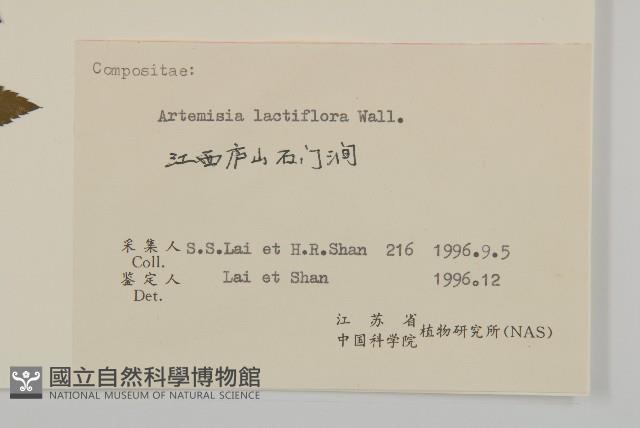 角菜、珍珠菜藏品圖，第3張