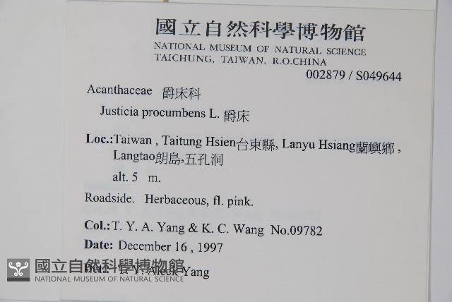 爵床藏品圖，第2張