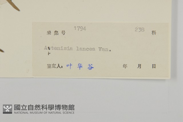 小艾、矮蒿藏品圖，第3張