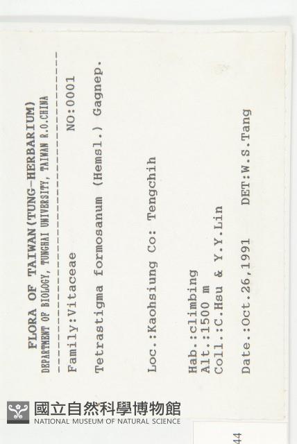 絞股藍藏品圖，第2張