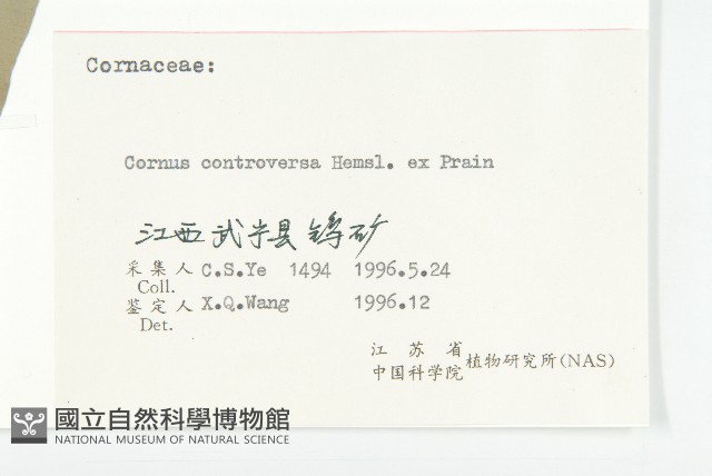 燈臺樹藏品圖，第3張