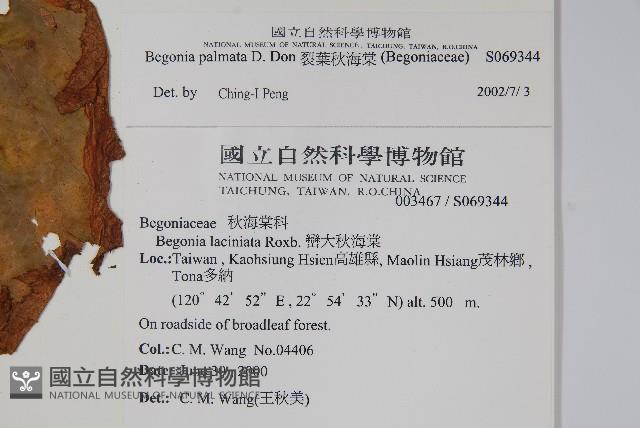 裂葉秋海棠藏品圖，第2張