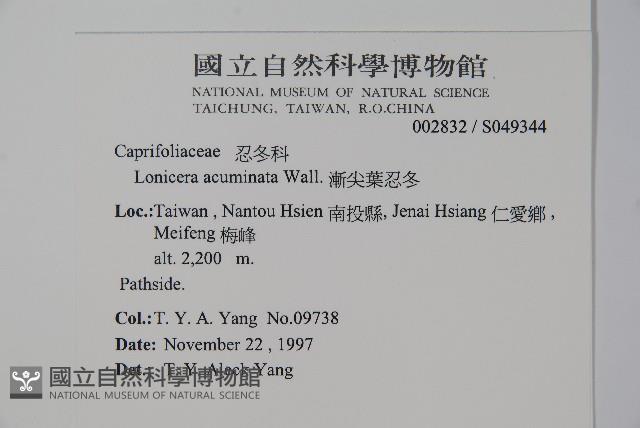 阿里山忍冬、漸尖葉忍冬藏品圖，第2張