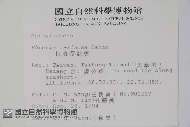 恆春厚殼樹藏品圖，第2張