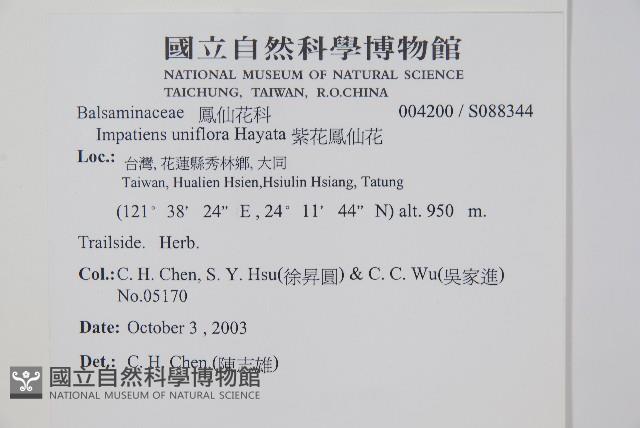 紫花鳳仙花藏品圖，第2張